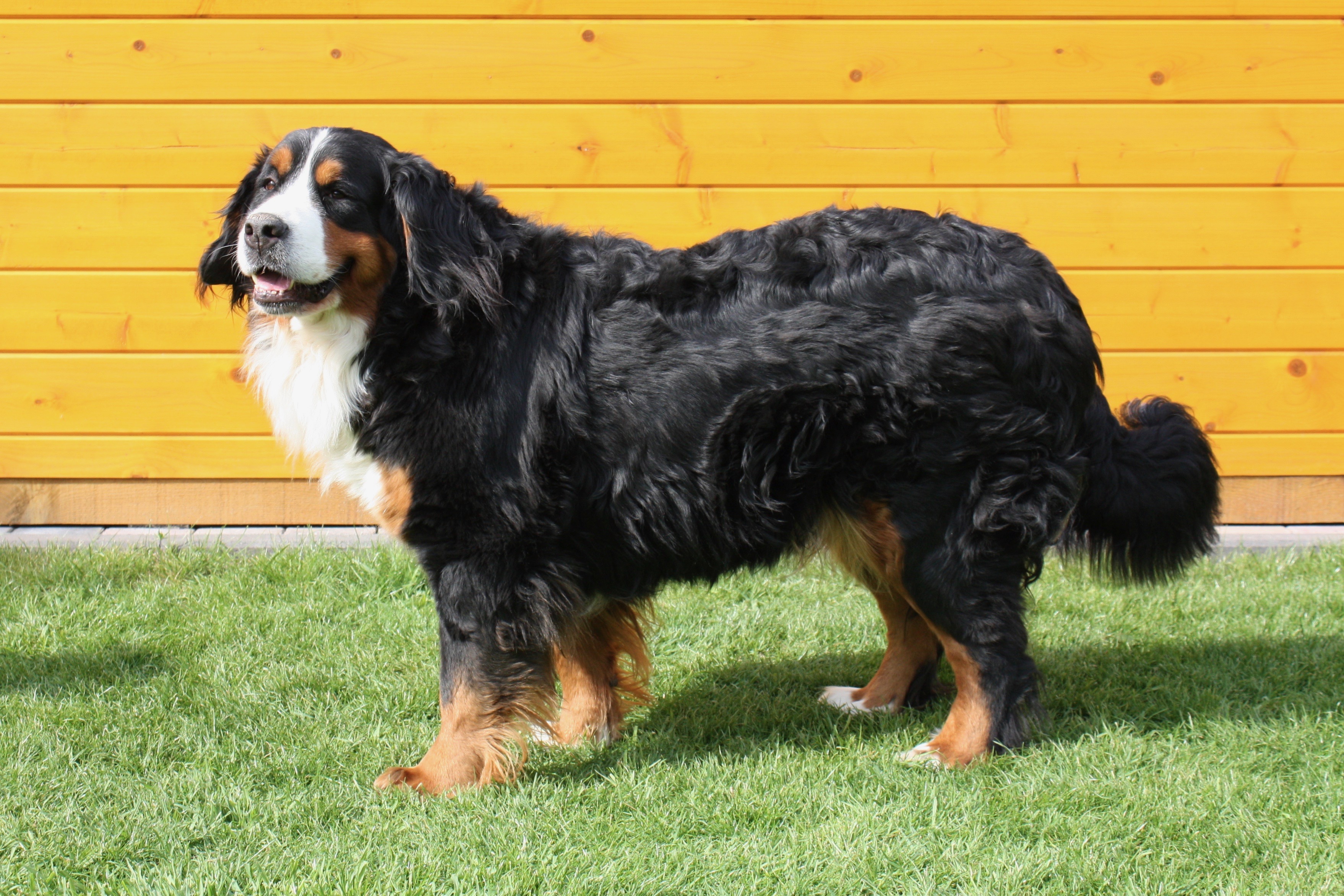 Berner Sennenhunde vom Töpferdorf